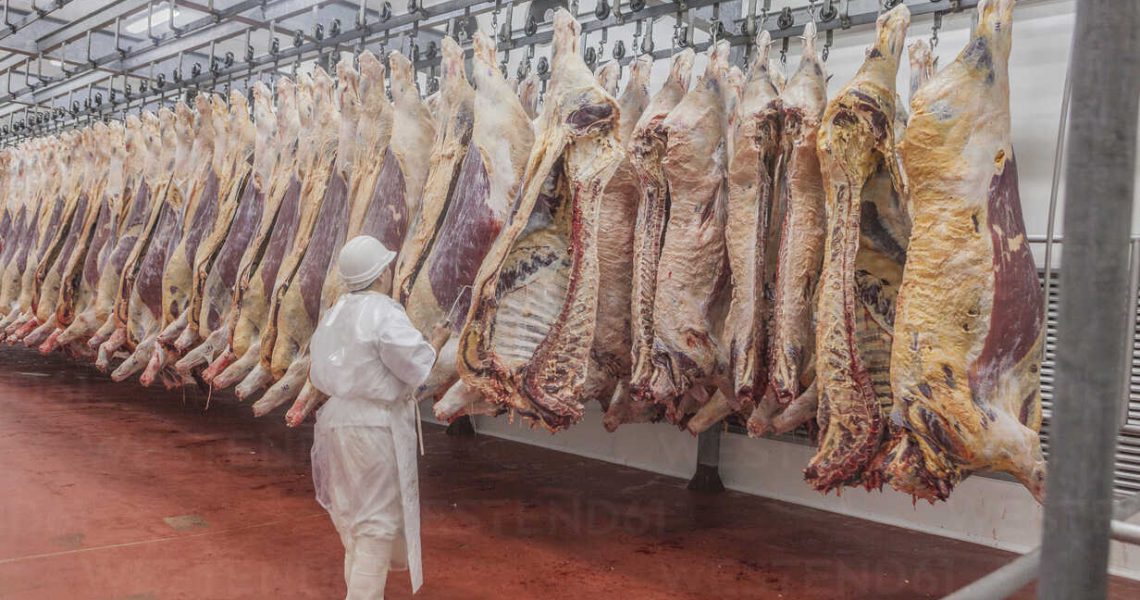 Buenos Aires, southern city of Mar del Plata, Argentina - MAY 07, 2015: Side view of male butcher in white uniform taking out entrails from hanging beef carcass