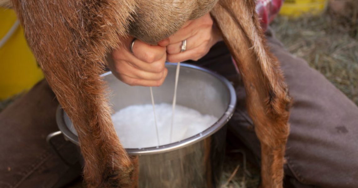(Aislinn Sarnacki | BDN) Mandy Wheaton milks one of the Nubian goats on May 22, on her homestead, Wheaton Mountain Farm in Bucksport.