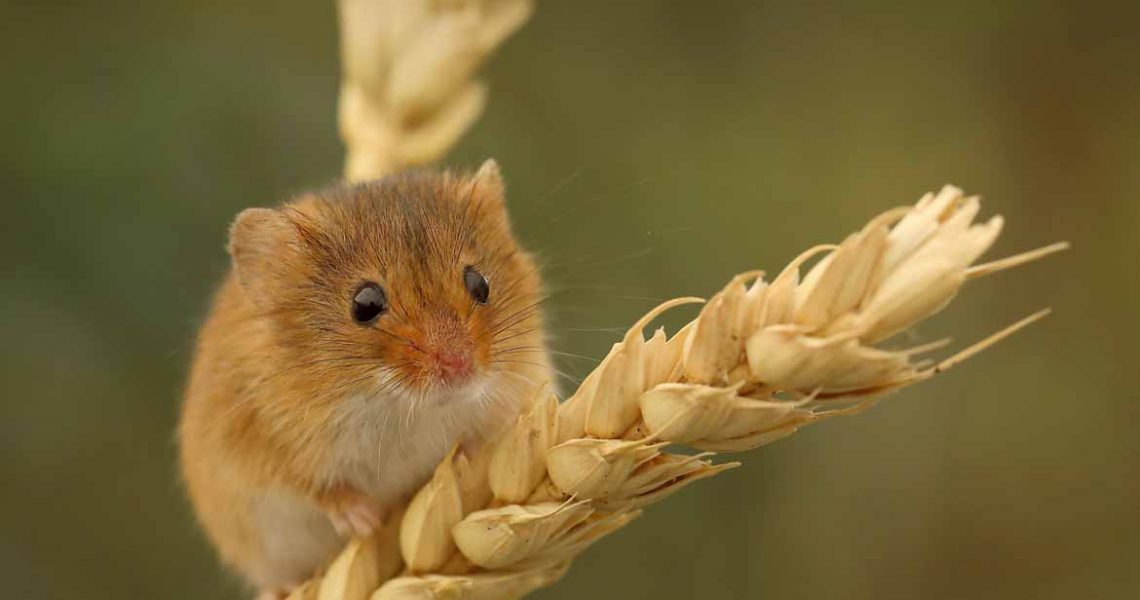 un topo che mangia del grano
